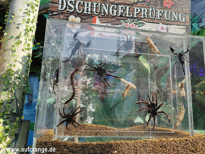 bilder cranger kirtmes 09aug2025 dschungelcamp